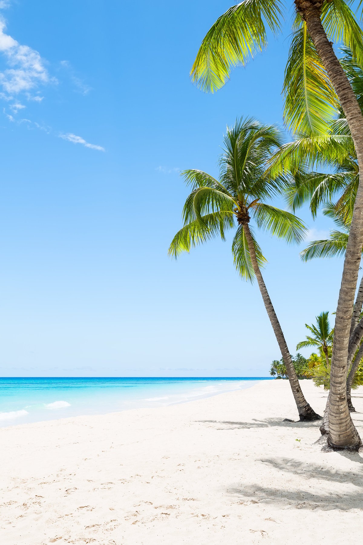Paraíso tropical
